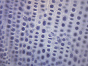 25pk Onion Mitosis - Prepared Microscope Slide - 75x25mm