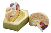 Detailed 2-Part Human Brain Model, 6.5 x 6.5"