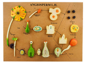 3D Life History of Angiosperms Model, 24 x 18 x 2"