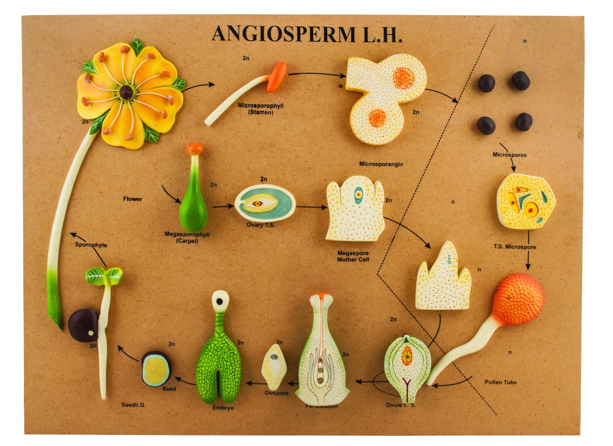 3D Life History of Angiosperms Model, 24 x 18 x 2"