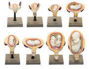 8-Piece Human Embryo and Fetus Development Model Set with Removable Parts