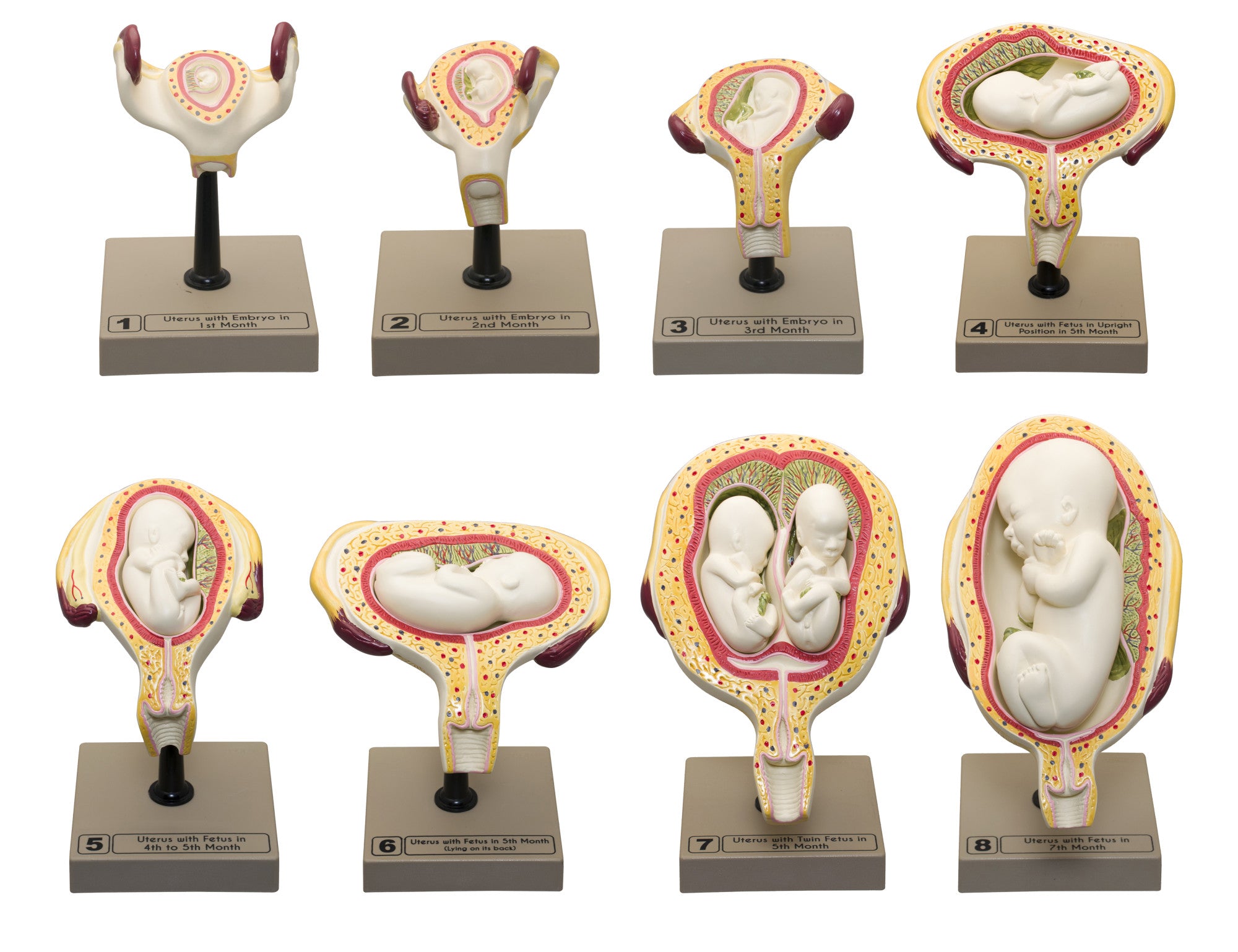 8-Piece Human Embryo and Fetus Development Model Set with Removable Parts