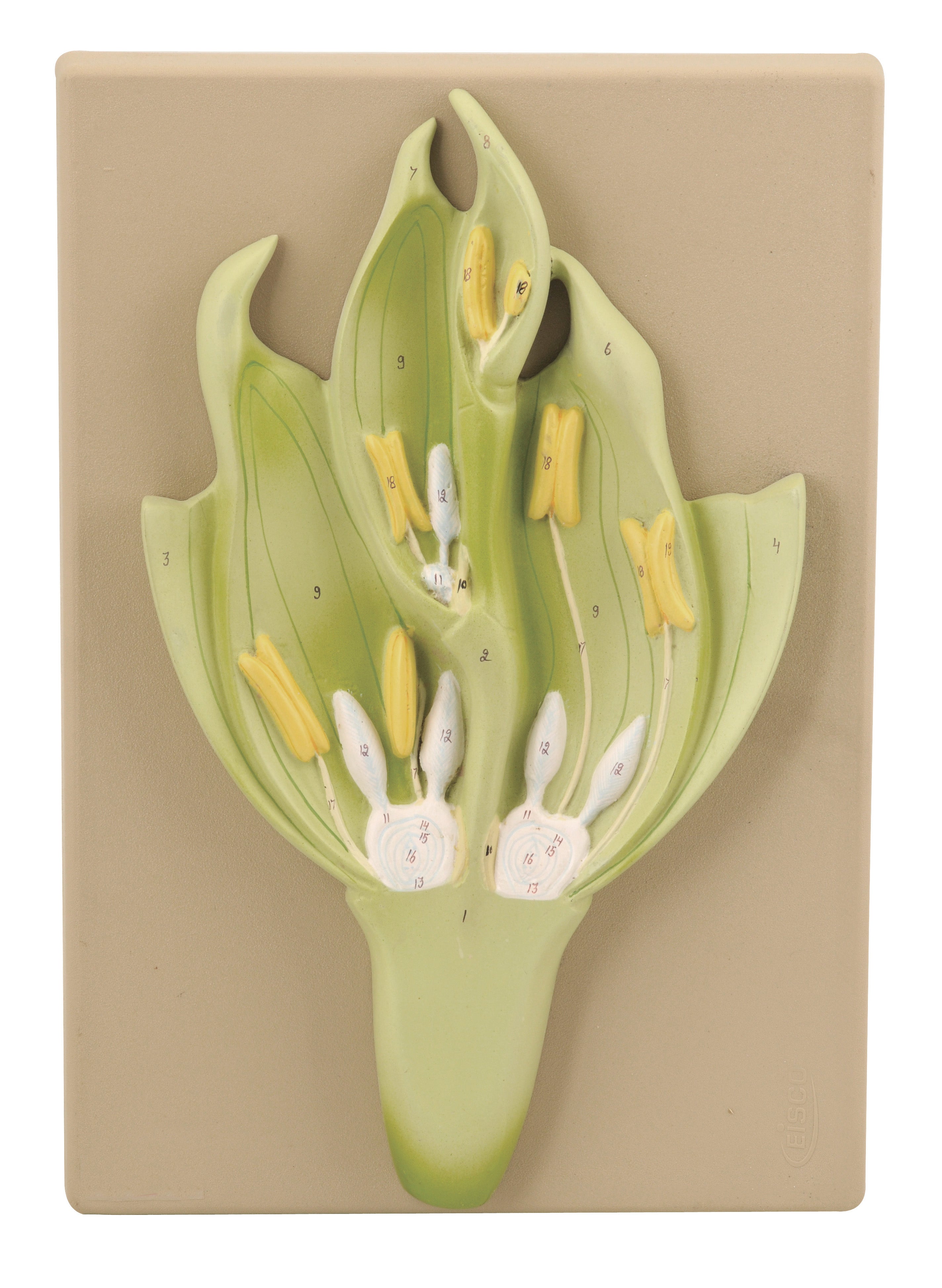 3D Wheat Monocot Flower Model with Longitudinal Section, 15 x 9.5 x 2.5"