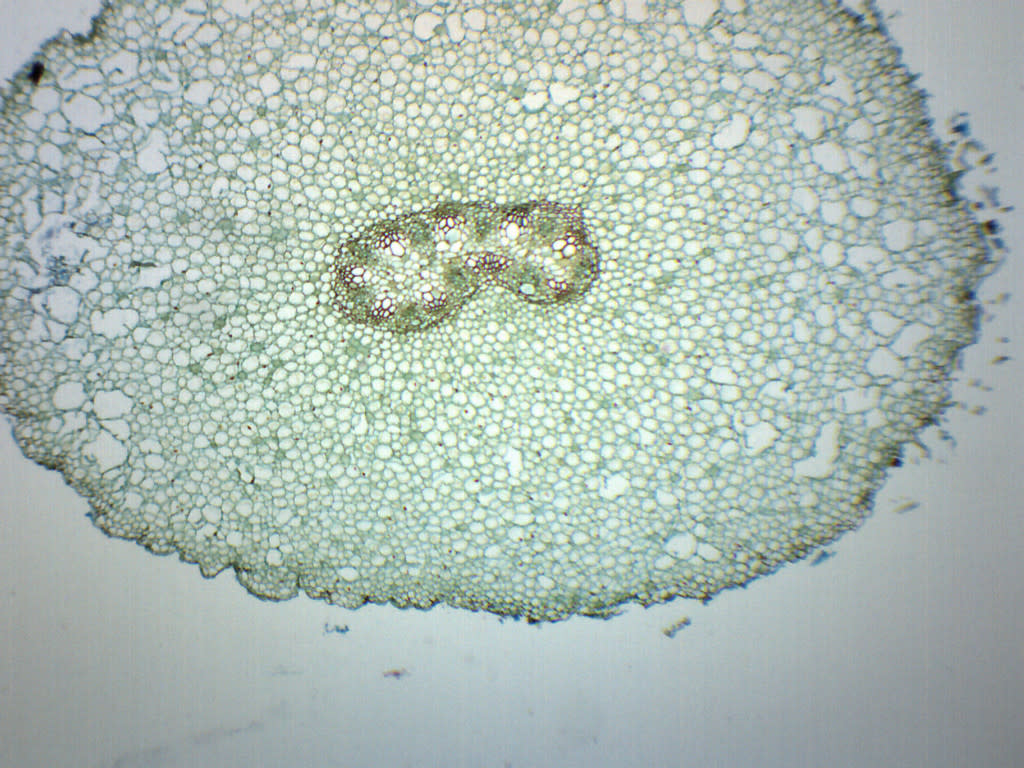 Ranunculus Young and Mature Root Cross-Section Prepared Microscope Slide