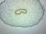 Ranunculus Young and Mature Root Cross-Section Prepared Microscope Slide