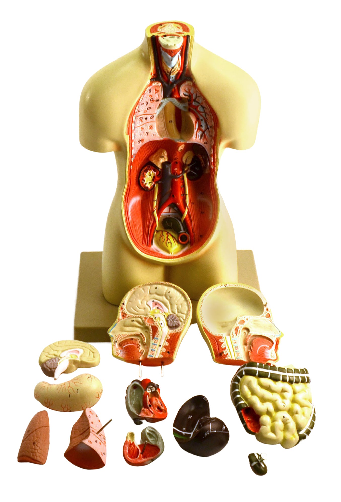19" Miniature Sexless Human Torso Model, 12-Part Desktop with Brain