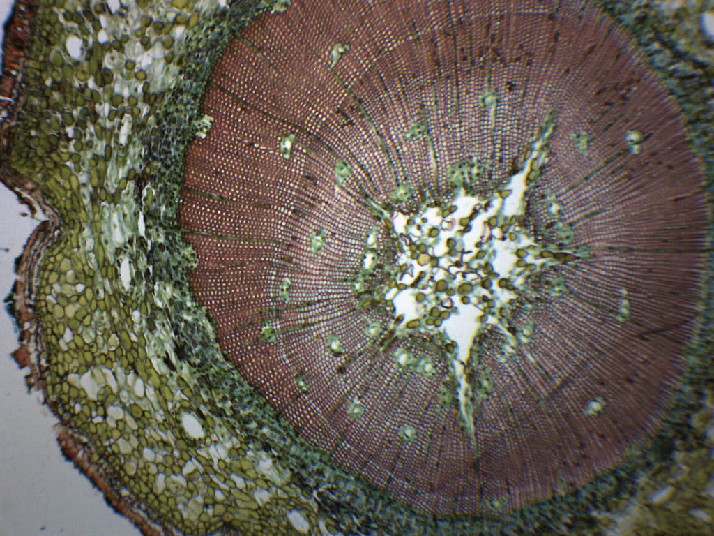 Gymnosperm and Angiosperm Comparison Prepared Microscope Slide