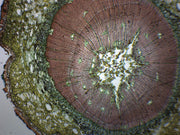Gymnosperm and Angiosperm Comparison Prepared Microscope Slide