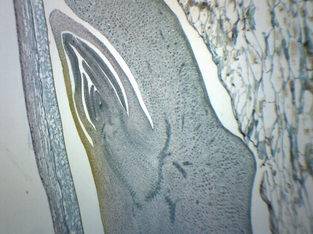 Zea Mays Corn Grain Longitudinal Section Prepared Microscope Slide