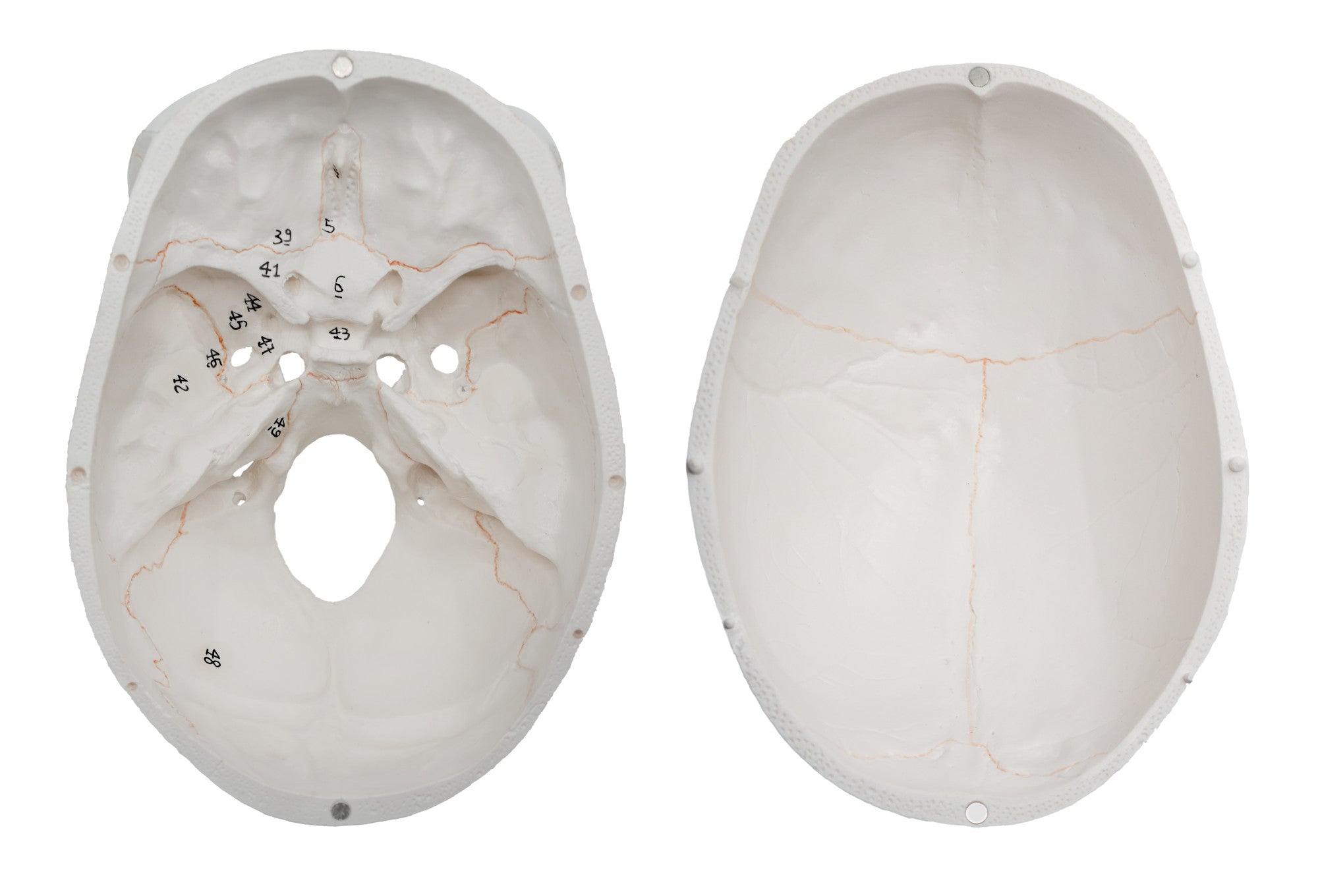 3-Part Numbered Adult Human Skull Model with Removable Cap, 9"