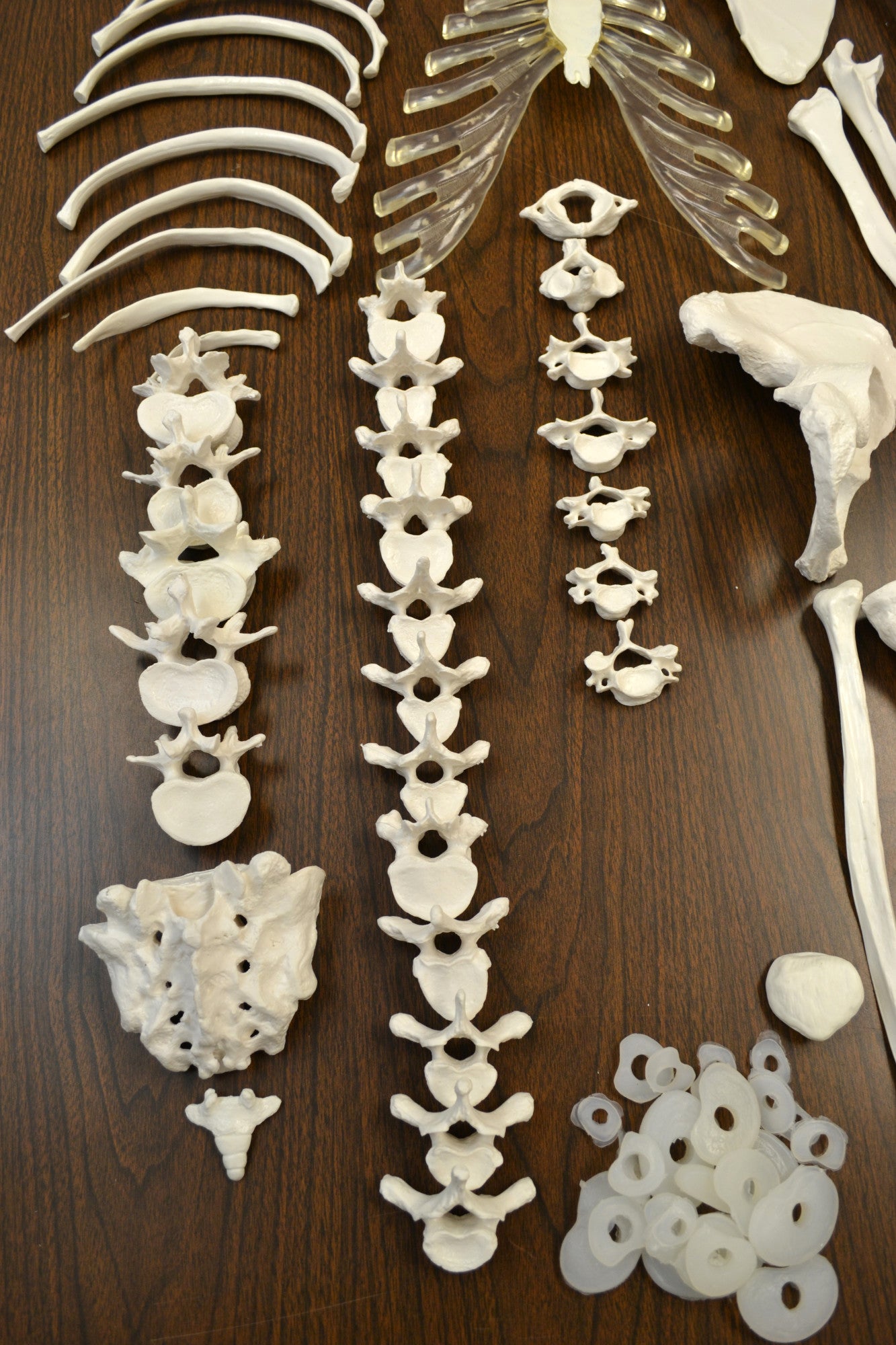 Disarticulated Half Human Skeleton Anatomical Model with 3-Part Moveable Skull, 62 inch