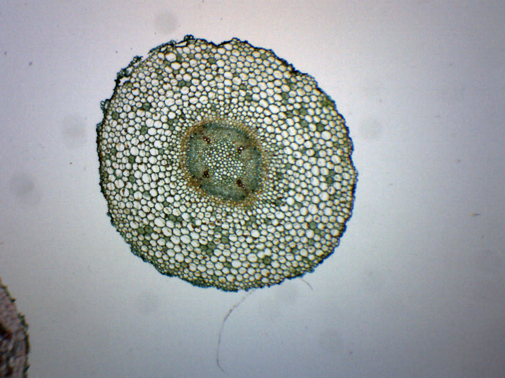 Old and Young Dicot Roots Cross-Section Prepared Microscope Slide