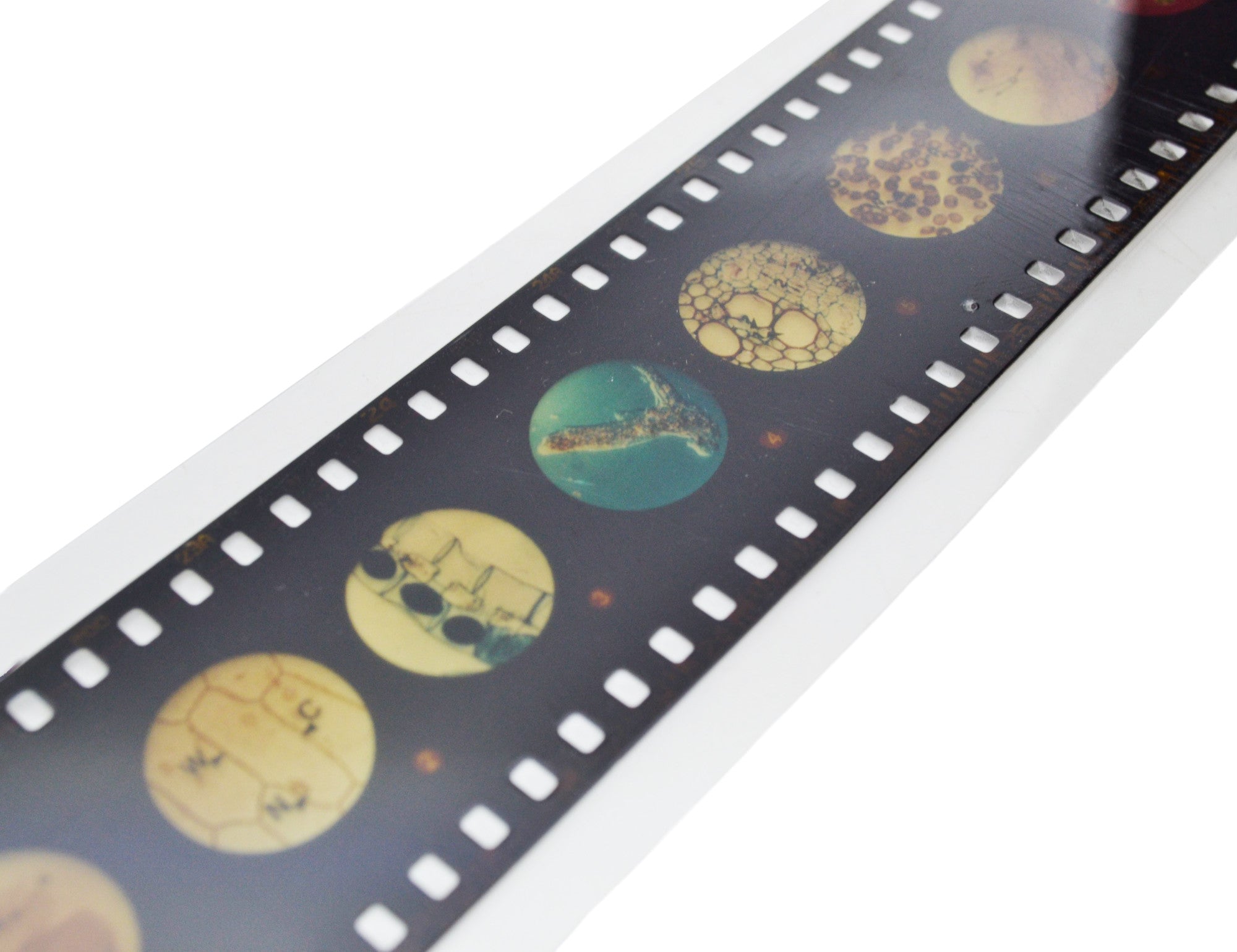2-Piece Microscope Slide Viewer Set with Slide Strip