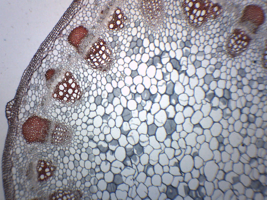 Gymnosperm and Angiosperm Comparison Prepared Microscope Slide