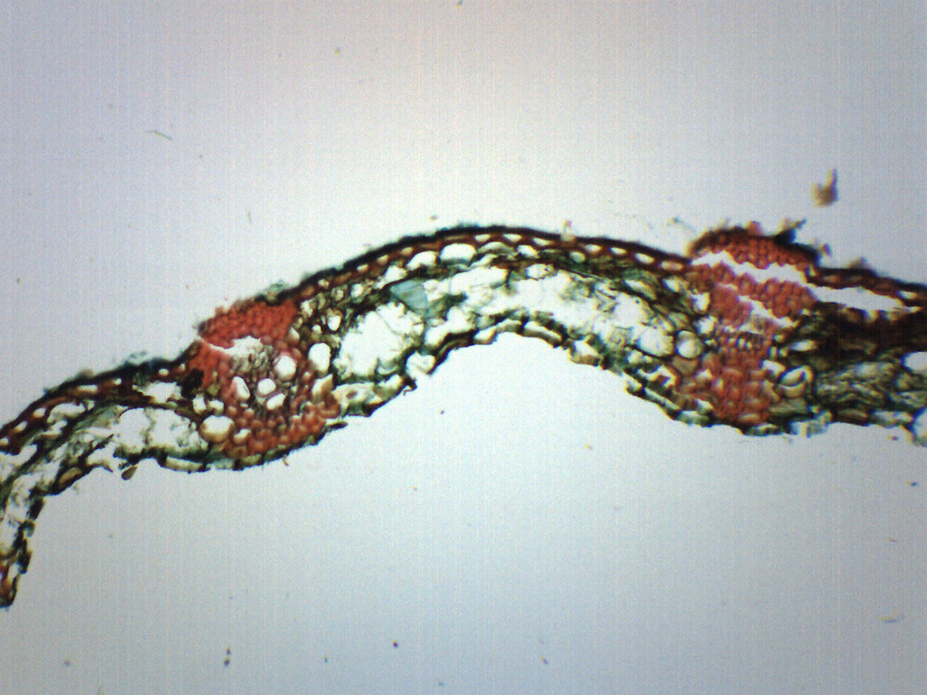 Puccinia Graminis Uredinia Section Prepared Microscope Slide