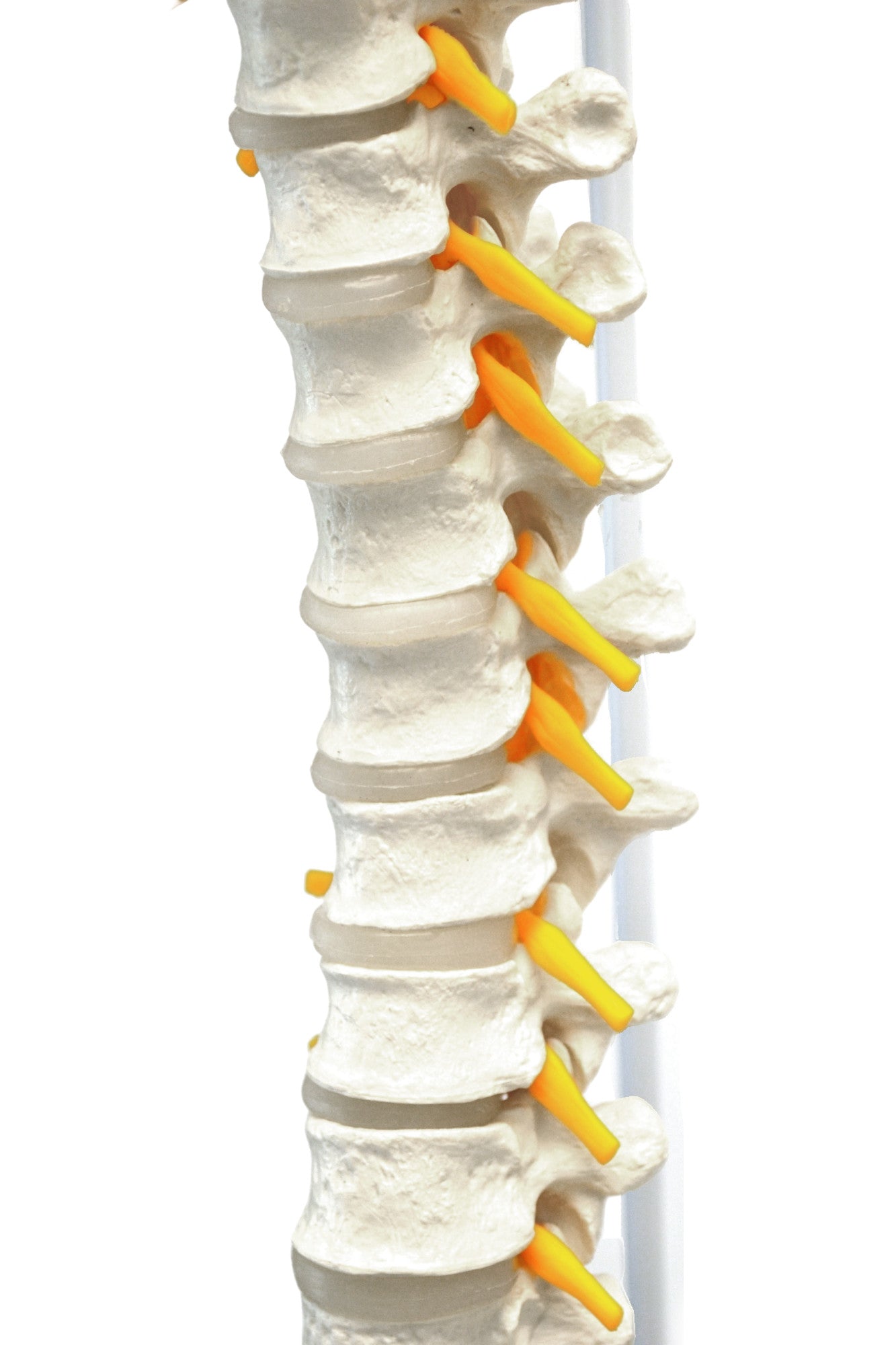 Life-Size Flexible Human Spine Anatomical Model, 31.5 inch
