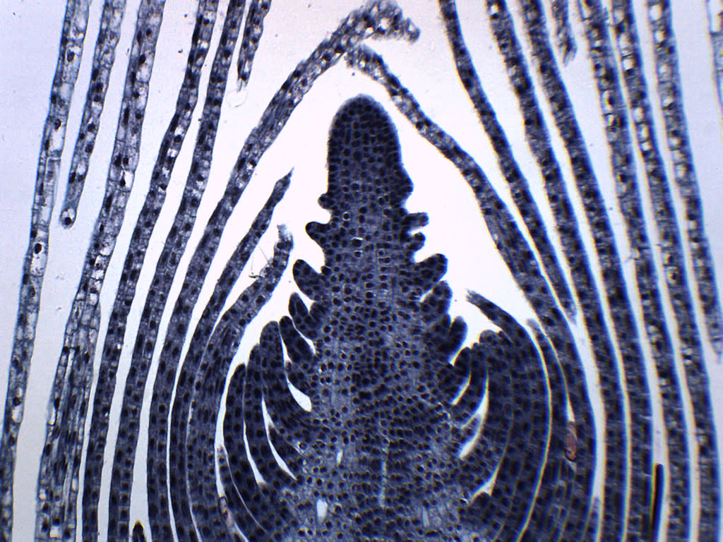 Elodea Stem Tip Cross-Section Prepared Microscope Slide