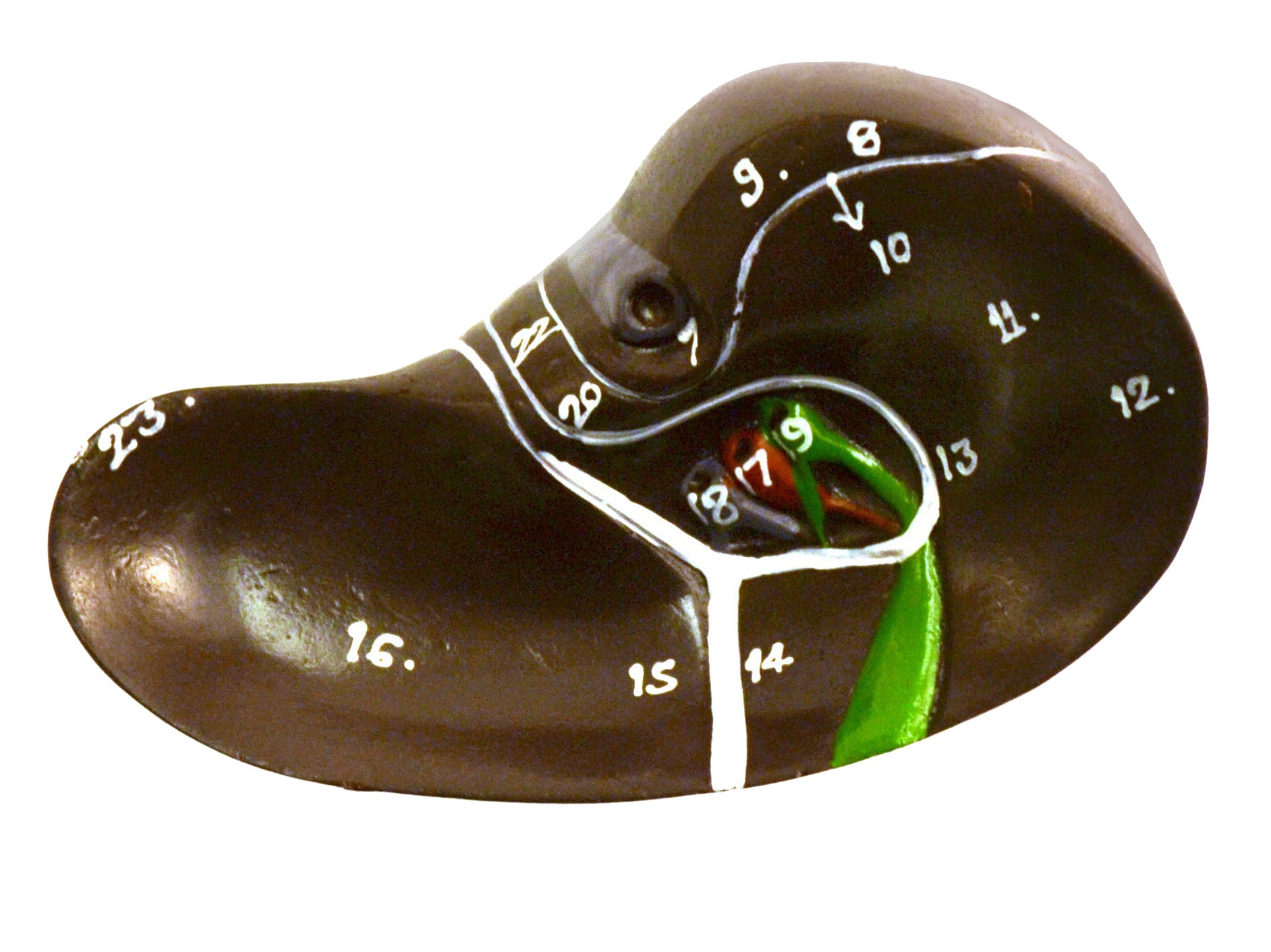 19" Miniature Sexless Human Torso Model, 12-Part Desktop with Brain