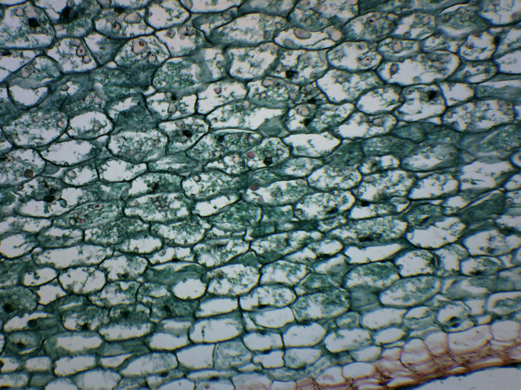 Solanum Tuber Section Prepared Microscope Slide