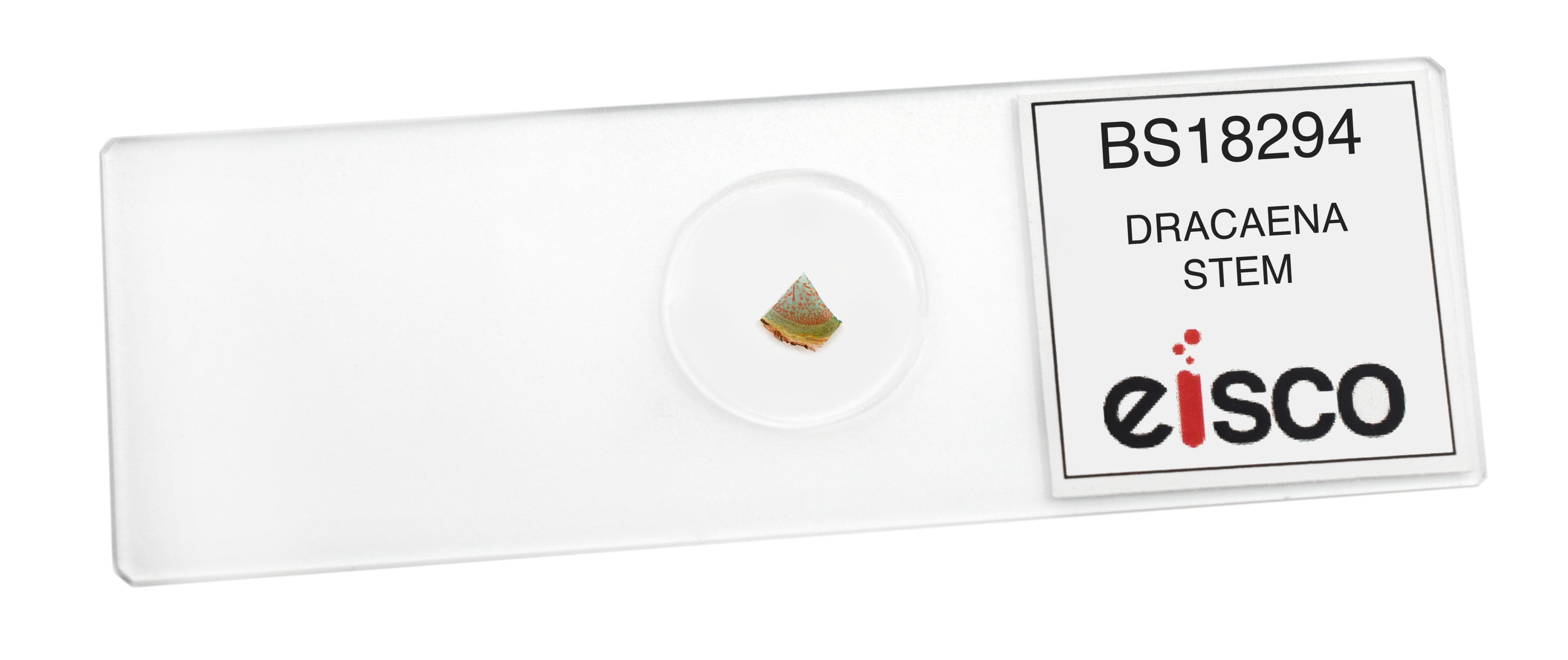 Dracaena Stem Cross-Section Prepared Microscope Slide