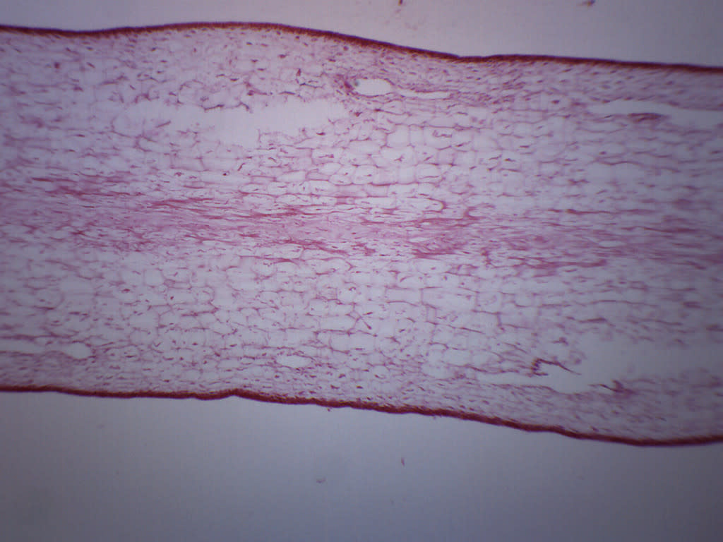 Laminaria Protista Cross-Section Prepared Microscope Slide
