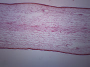 Laminaria Protista Cross-Section Prepared Microscope Slide