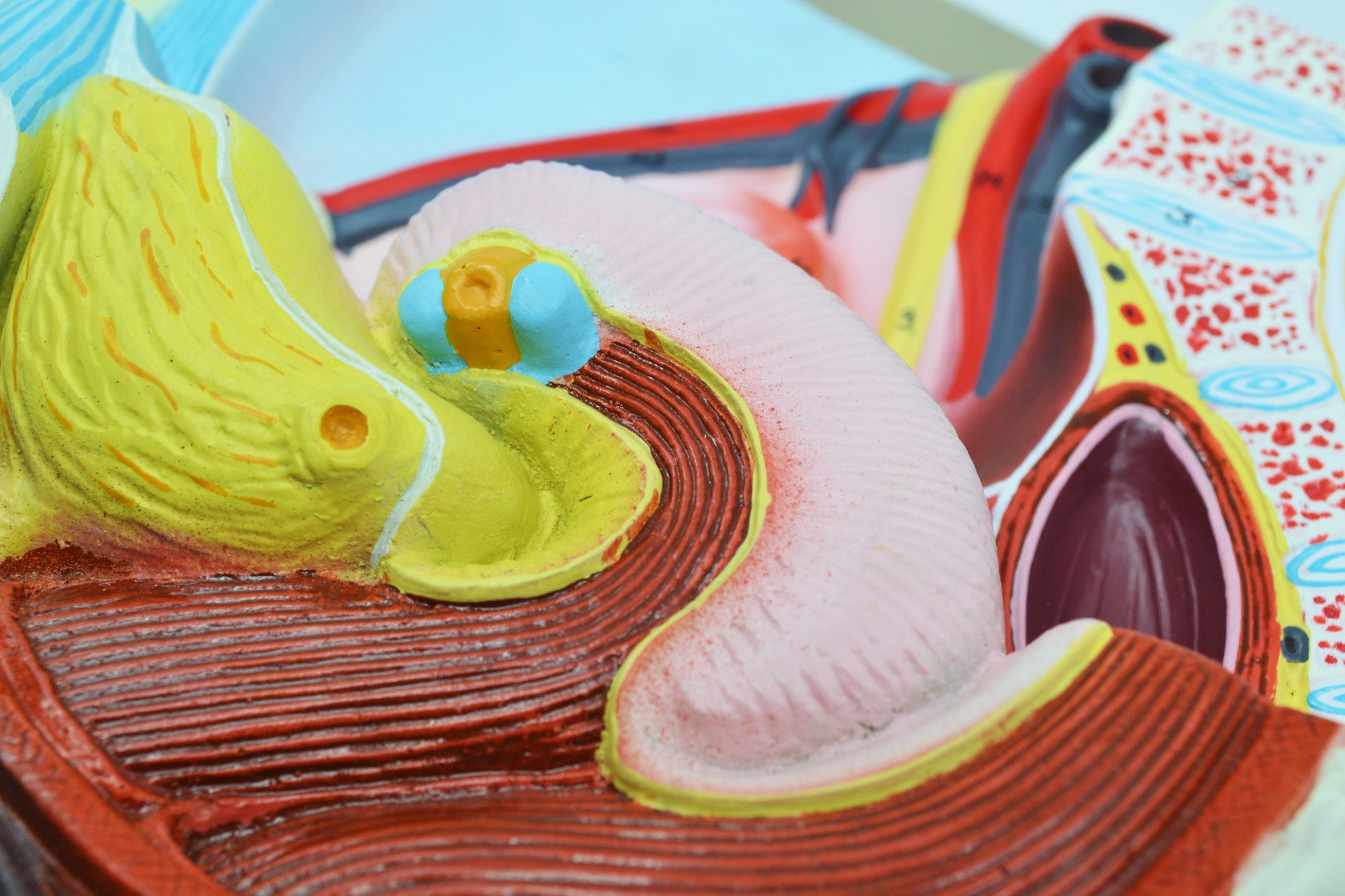Female Pelvis Model with Removable Bladder and Rectum, 14"