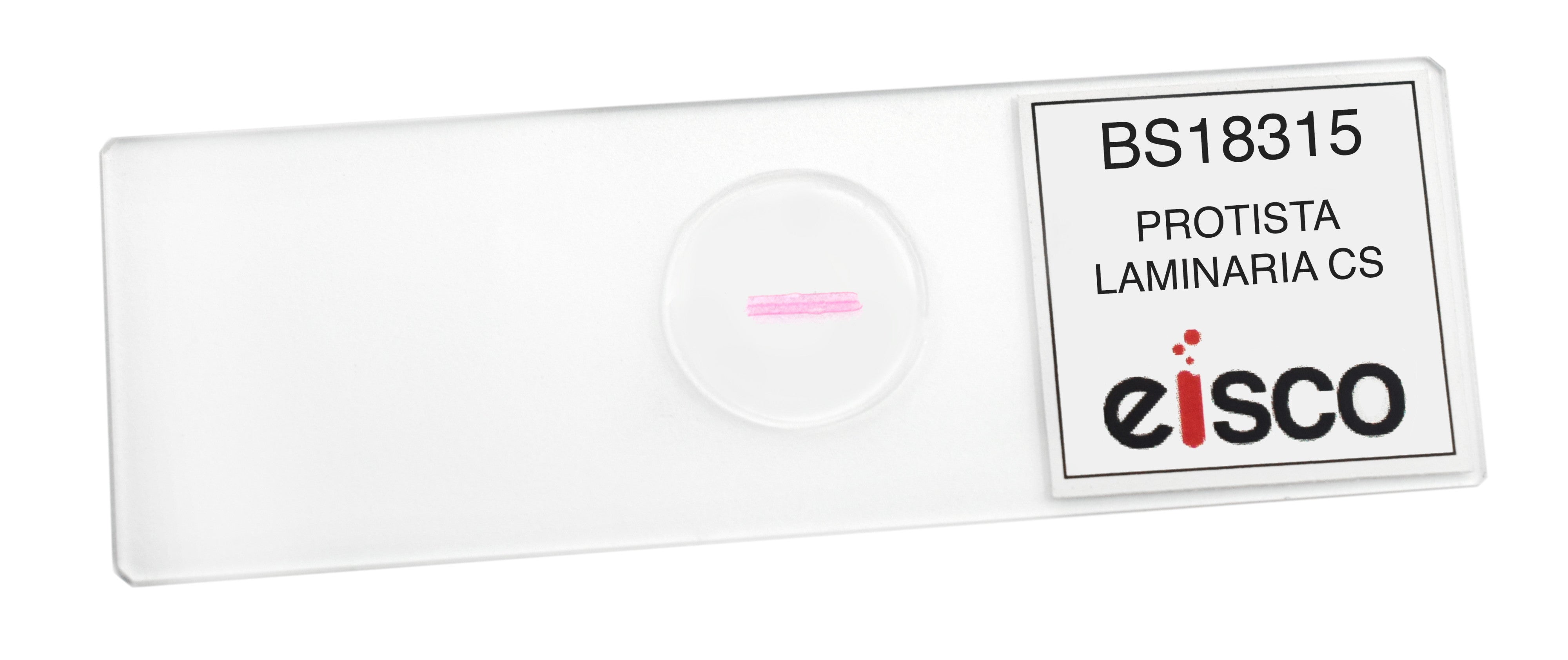 Laminaria Protista Cross-Section Prepared Microscope Slide