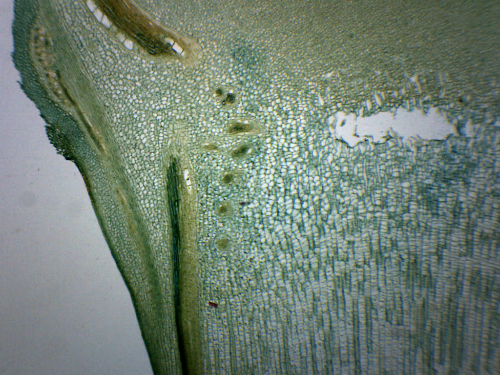 Pine Meristematic Stem Cross-Section Prepared Microscope Slide