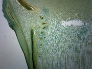 Pine Meristematic Stem Cross-Section Prepared Microscope Slide
